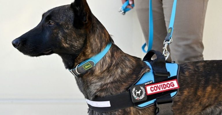 “Covidogs”: Οι σκύλοι που ανιχνεύουν τον κορονοϊό – Τους εκπαίδευσε ο αυστριακός στρατός (video)