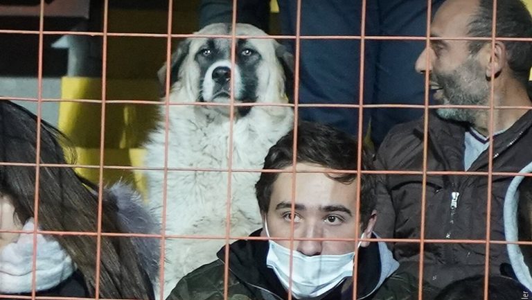 Σκύλος μπήκε στο γήπεδο και… άραξε για να δει το Αρμενία – Γερμανία (pic)