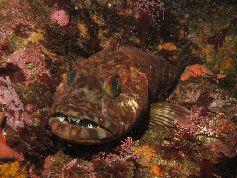 Επιστήμονες ανακάλυψαν παράξενο ψάρι με 555 δόντια τα οποία αλλάζει κάθε μέρα