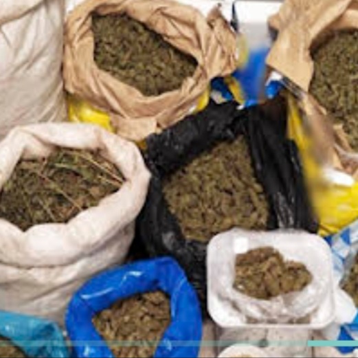 Λάρισα: Μαζί με τα πρόβατα καλλιεργούσαν κάνναβη στο ποιμνιοστάσιο – Βρέθηκαν 31 κιλά