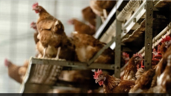 Περιφέρεια Κεντρικής Μακεδονίας: Επείγουσα ανακοίνωση για τη γρίπη των πτηνών