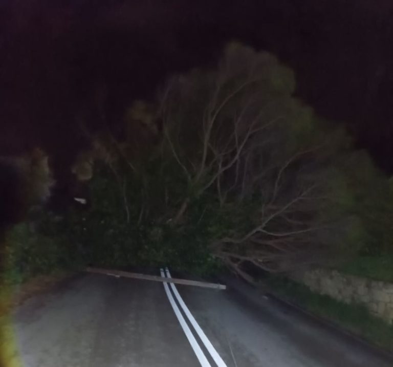 Ζάκυνθος: Πτώσεις δέντρων και διακοπές ρεύματος από τους θυελλώδεις ανέμους