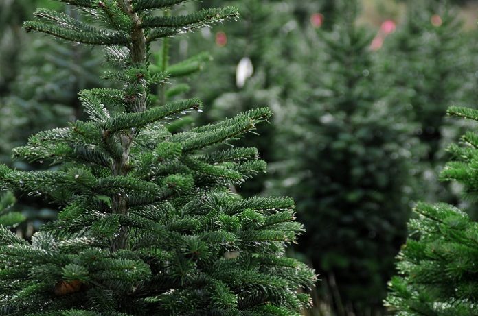 Χαλκιδική:  Στις 7/11 ξεκινά η εορταστική περίοδος των Χριστουγέννων στον Ταξιάρχη με τη φωταγώγηση του οκτάμετρου ελάτου.