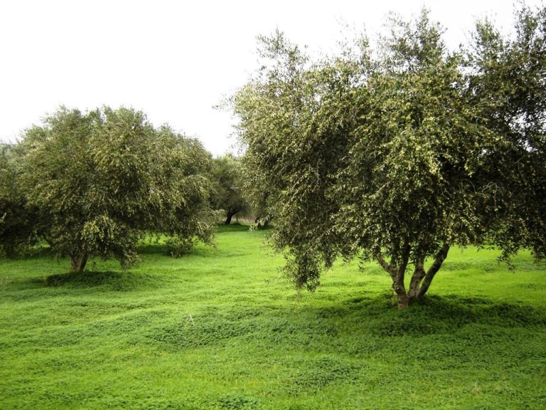 Από το Ζάππειο για τους ελαιώνες της Αρχαίας Ολυμπίας