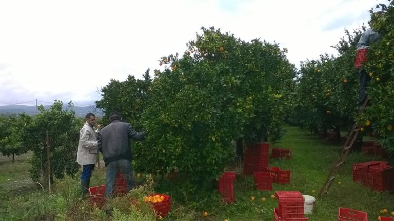 Ξεκινά η συγκομιδή μανταρινιών σε Άρτα και Θεσπρωτία – Έλλειψη εργατών
