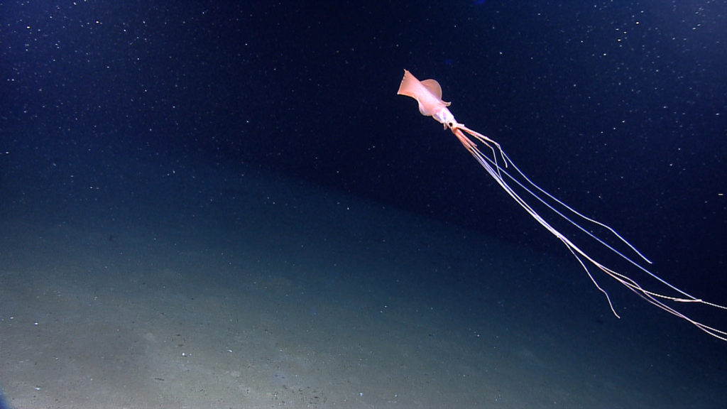 Επιστήμονες απαθανάτισαν το σπάνιο καλαμάρι «Bigfin» στον Κόλπο του Μεξικού