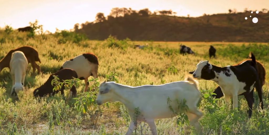 “CybοrGoat”: Οι κατσίκες βοσκούν με τη βοήθεια «έξυπνου κολάρου» που αντικαθιστά τα τσοπανόσκυλα (video)