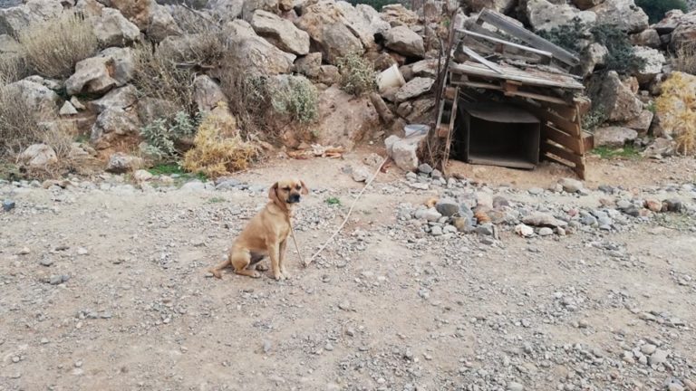 Ο «Μπούμπης» από τα αλώνια στα… σαλόνια