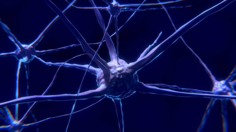 Μελέτη διαπίστωσε εντυπωσιακή διαφορά μεταξύ των νευρώνων του ανθρώπου και άλλων θηλαστικών