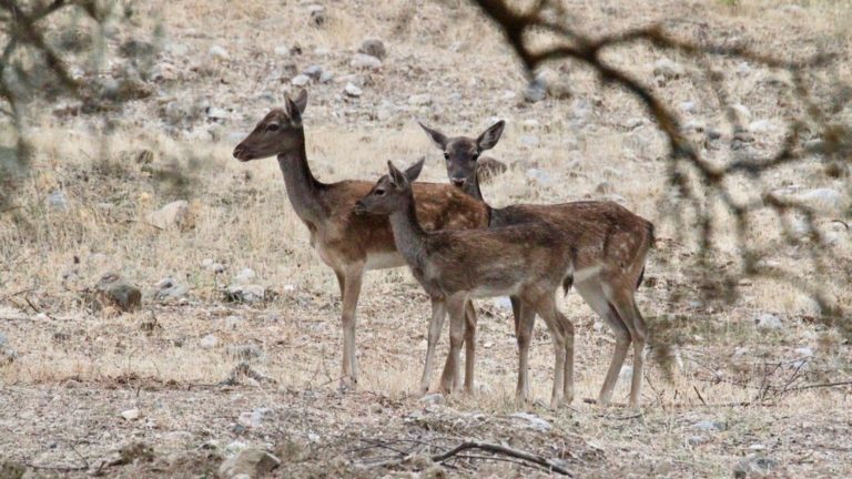 Σε δημόσια διαβούλευση τίθεται η προστασία των ελαφιών «Dama Dama» στη Ρόδο