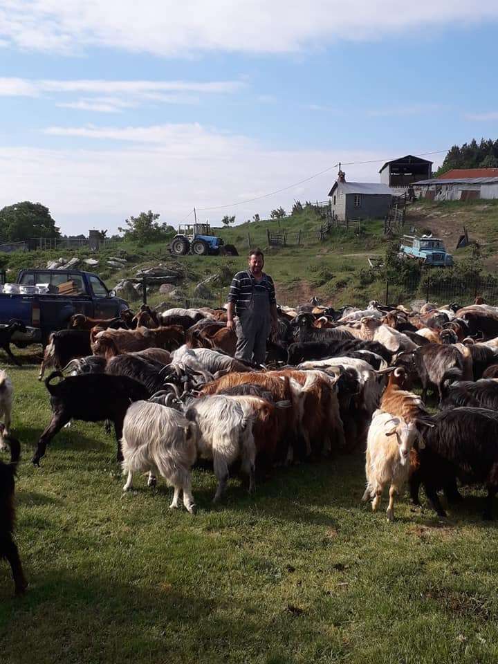 Ξεκινούν οι έλεγχοι μονάδων εκτροφής αιγοπροβάτων στην Περιφέρεια Αν. Μακεδονίας – Θράκης