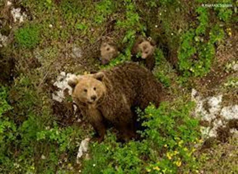 Βαρυκό Φλώρινας: Αρκούδα ρημάζει το ζωικό κεφάλαιο