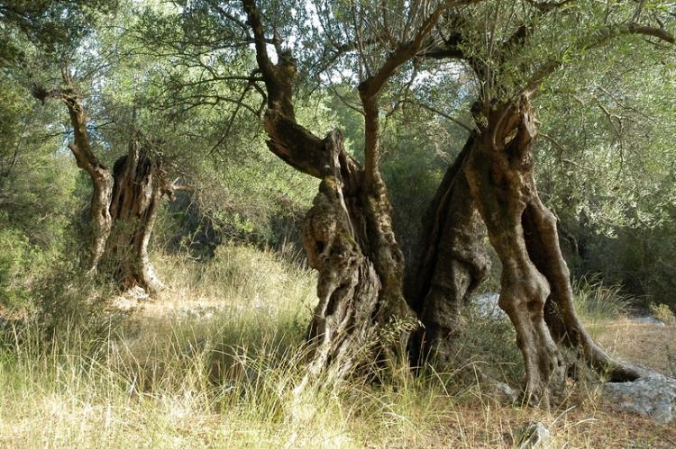 Κέρκυρα: Τον Ιανουάριο ξεκινά η καταπολέμηση του “μαύρου ακανθώδους”