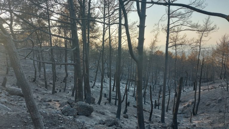 Αναδάσωση με αεροσκάφη (drones) στην Κροατία – Διασκορπίζουν σπόρους