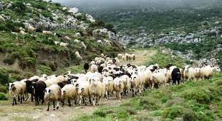 Δ. Μακεδονία: Σεμινάρια για την κτηνοτροφία