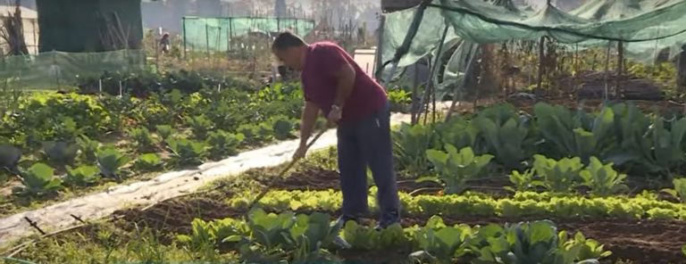 Κομοτηνή: «Ραντεβού στους λαχανόκηπους»