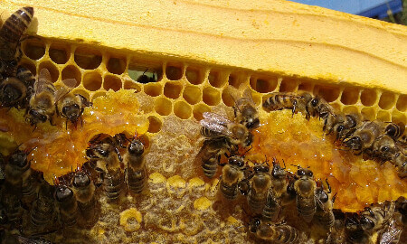 Κομοτηνή – Φ. Χατζήνα: Μελισσοκομικά φυτά για την ενίσχυση της ανθοφορίας – Πάρκα με κανόνες