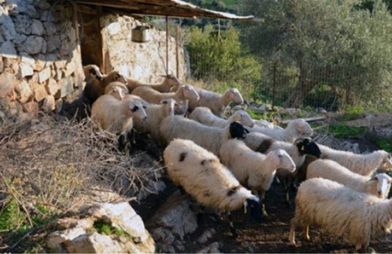 Από σήμερα προκαταβολές του ΕΛΓΑ σε πυρόπληκτους κτηνοτρόφους και στην Ηλεία