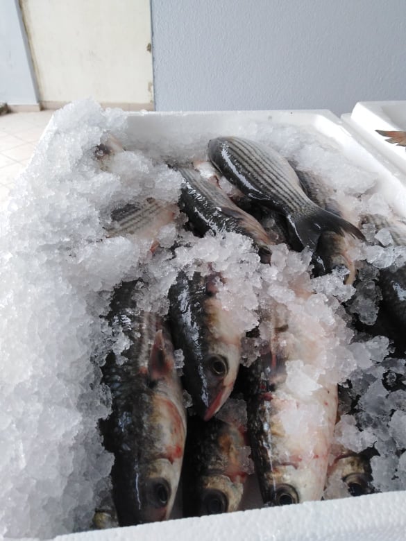 Ροδόπη: Δώρισε ψάρια για τους απόρους ο Αλιευτικός Αγροτικός Συνεταιρισμός Μέσης