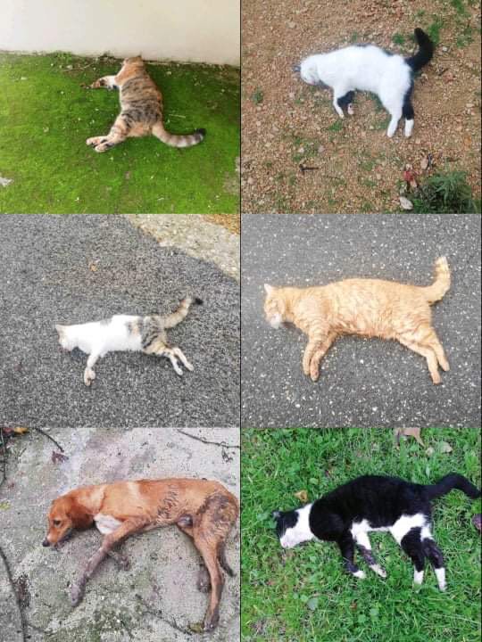 Σκότωσαν με φόλες δεκάδες γάτες και σκυλιά στο Βλάση του δήμου Μεσσήνης