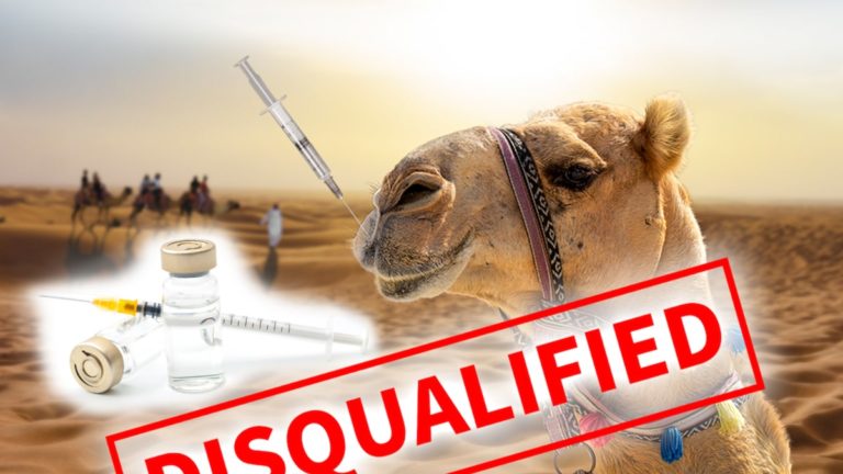 Σαουδική Αραβία: Κάνουν μπότοξ και οι καμήλες