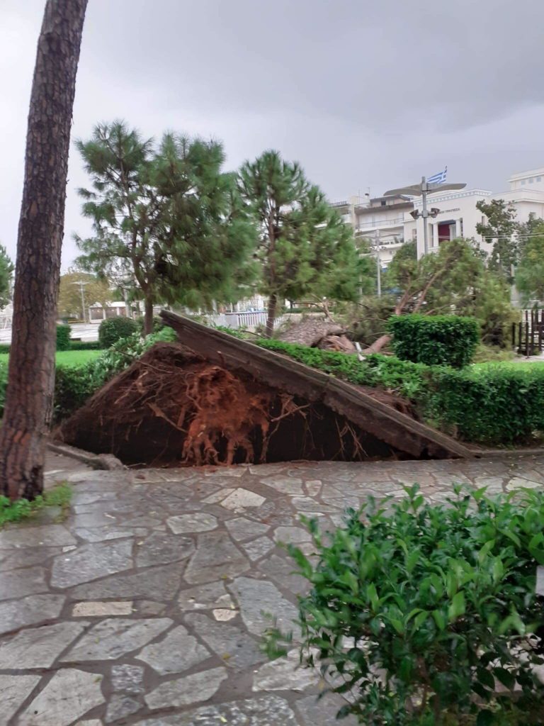 Μεσσήνη: Ο δυνατός αέρας ξερίζωσε δέντρο στην κεντρική πλατεία