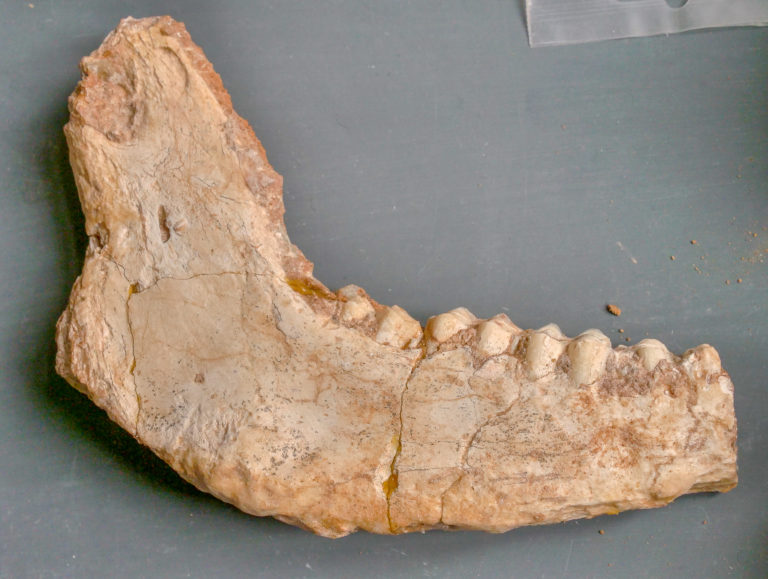 Στο φως απολιθωμένα οστά ζώων που έζησαν στη Λέσβο πριν από 2 εκατ. χρόνια (εικόνες)