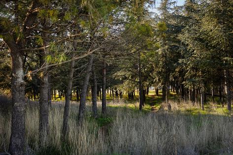 Aλεξανδρούπολη: Πρωτοβουλία Δημοτών για την Προστασία του Αστικού Άλσους στο Φυτώριο