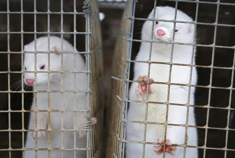 Ιταλία: Απαγορεύτηκε η εκτροφή και θανάτωση γουνοφόρων ζώων