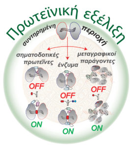ΙΤΕ: Στη δυσλειτουργία των πρωτεϊνών η ευθύνη των ασθενειών και του θανάτου