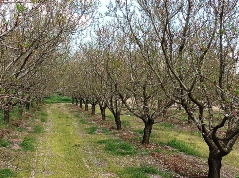 Η ΛΑ.ΣΥ Θεσσαλίας στο πλευρό των παραγωγών μήλων, κάστανων και αμύγδαλων