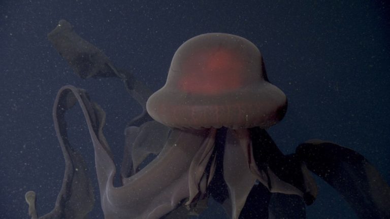 Επιστήμονες εντόπισαν γιγαντιαία «μέδουσα-φάντασμα» στις ακτές της Καλιφόρνιας