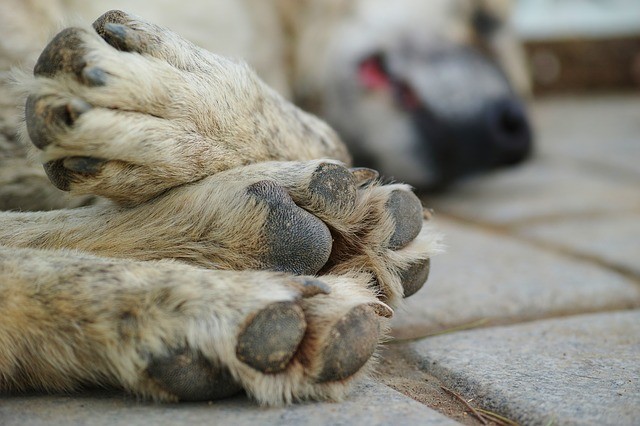 Καταδικάστηκε 76χρονος που θανάτωσε σκυλί δίνοντάς του κρέας εμποτισμένο με εντομοκτόνο