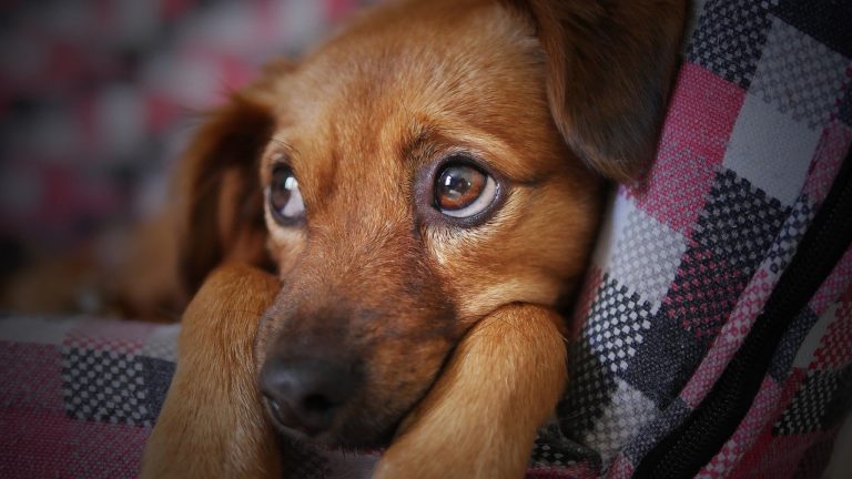 Οι γιορτές μπορεί να είναι αγχωτικές για τα σκυλιά- Τι συστήνουν οι ειδικοί
