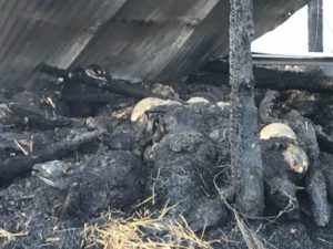 Φωτιά κατέστρεψε κτηνοτροφική μονάδα στην Καστοριά