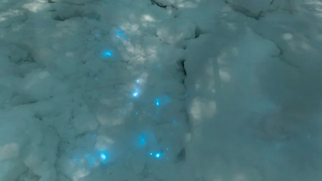 Τι είναι τα περίεργα μπλε… φωτάκια στο χιόνι της Αρκτικής