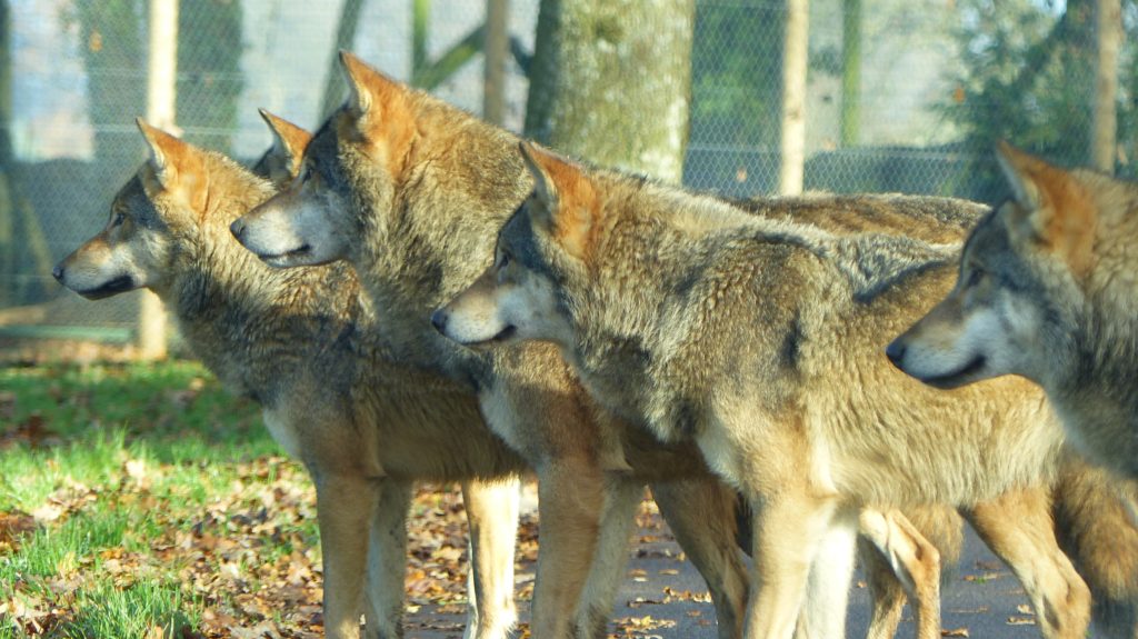 Γαλλία: Εννέα λύκοι απέδρασαν από ζωολογικό κήπο ενώ λειτουργούσε για το κοινό