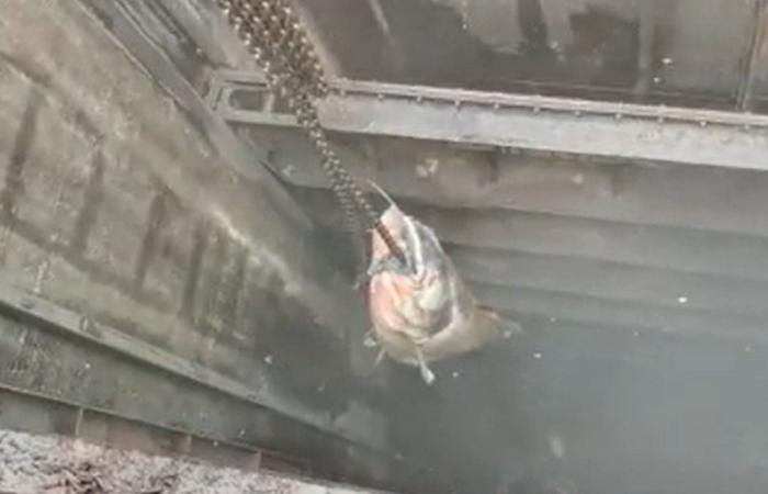 Αυστρία: Γατόψαρο 130 κιλών έφραξε το αποχετευτικό σύστημα μίας πόλης