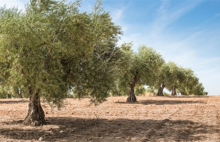 Η άνοδος της μέσης θερμοκρασίας απειλεί τις ελαιοκαλλιέργειες στην Ελλάδα