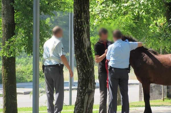 Βόλος: Άλογο έκοβε βόλτες στην οδό Αναλήψεως