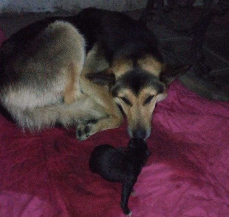 Χανιά: Γεννητούρια στο Α.Τ. Πλατανιά από τη σκυλίτσα που έσωσαν (βίντεο)