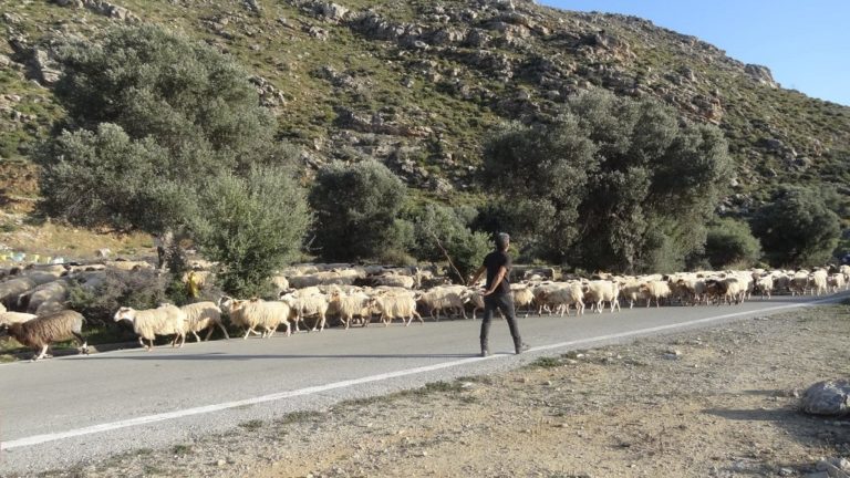 Ανώγεια: Ο όρκος των βοσκών θέμα πολιτισμικού ντοκιμαντέρ (Βίντεο)