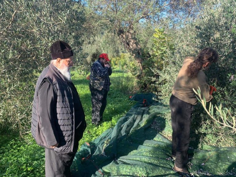 Μαζεύει ελιές στο Λεωνίδιο ο Μητροπολίτης Μαντινείας και Κυνουρίας Αλέξανδρος