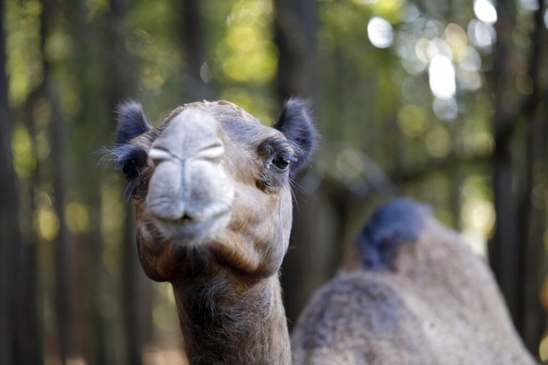 Σαουδική Αραβία: Καμήλες αποκλείστηκαν από διαγωνισμό ομορφιάς επειδή… έκαναν μπότοξ!