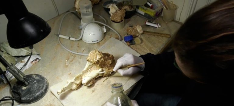 Λέσβος: Βρέθηκαν απολιθωμένα οστά ζώων 2 εκατομμυρίων ετών (video)