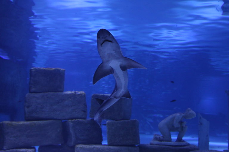 Ταΐζοντας καρχαρίες στο ενυδρείο της Antalya με το μεγαλύτερο γυάλινο τούνελ στον κόσμο