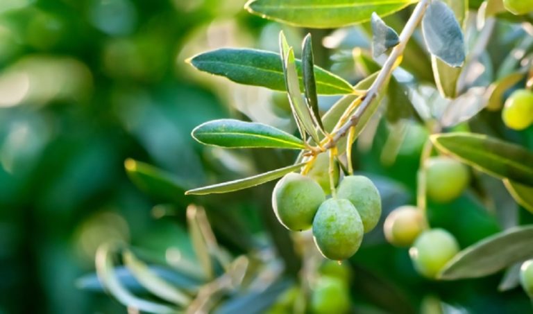 Δολωματικός ψεκασμός για τον δάκο της ελιάς σε δήμους της Π.Ε. Λάρισας