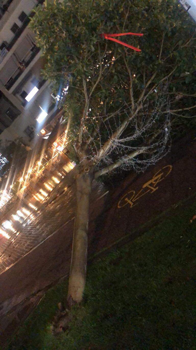 Καλαμάτα: Ισχυροί άνεμοι ξερίζωσαν δέντρο στην κεντρική πλατεία