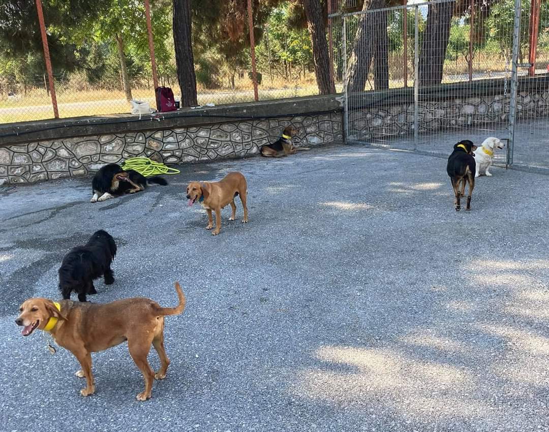 Ενημέρωση για τα αδέσποτα στην Καλαμπάκα