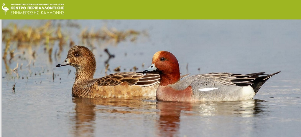 Λέσβος: Χειμωνιάτικη εξόρμηση παρατήρησης πουλιών